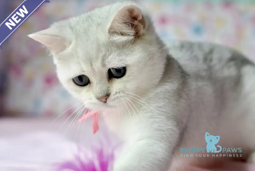 Emma British Shorthair male black silver shaded live animals