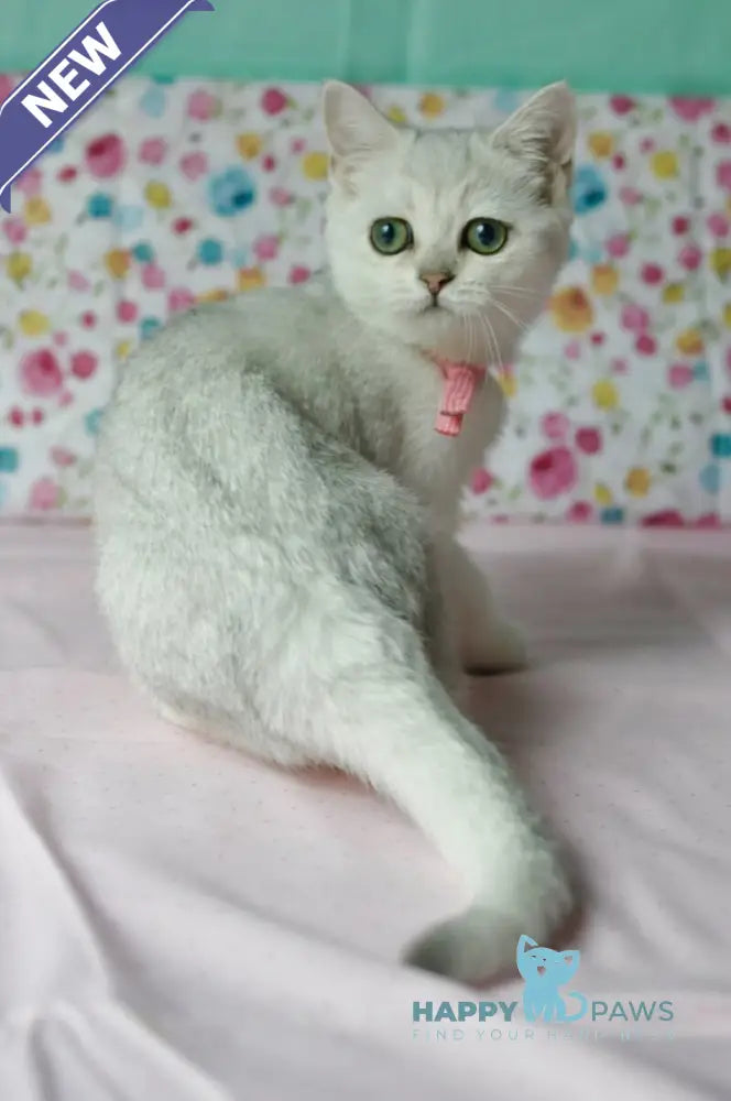Emma British Shorthair male black silver shaded live animals
