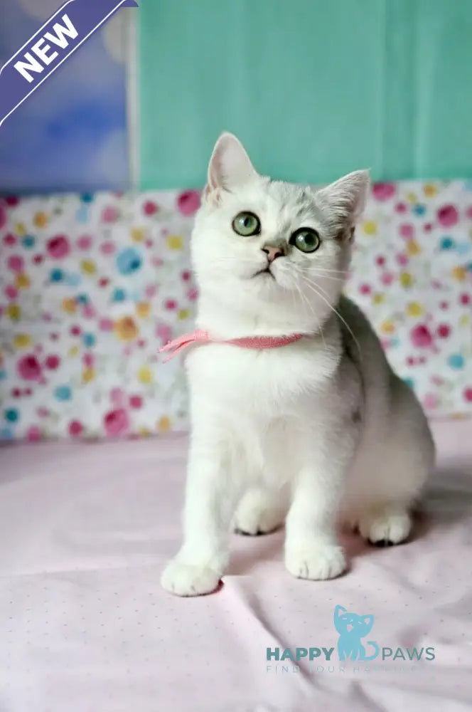Emma British Shorthair male black silver shaded live animals