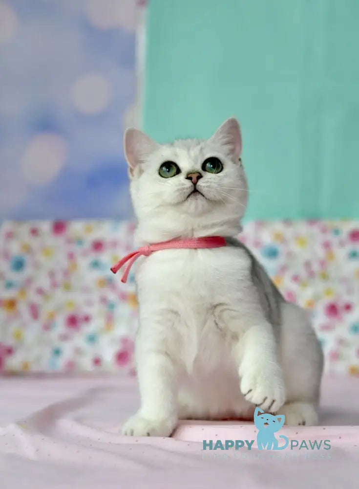 Emma British Shorthair male black silver shaded live animals