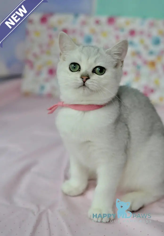 Emma British Shorthair male black silver shaded live animals