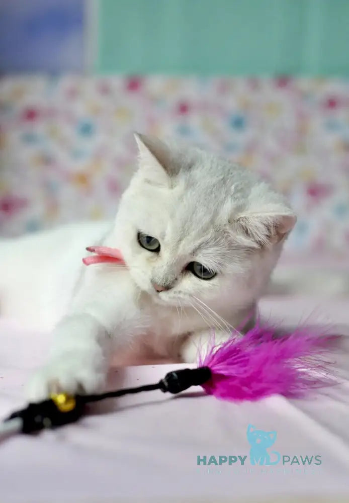 Emma British Shorthair male black silver shaded live animals