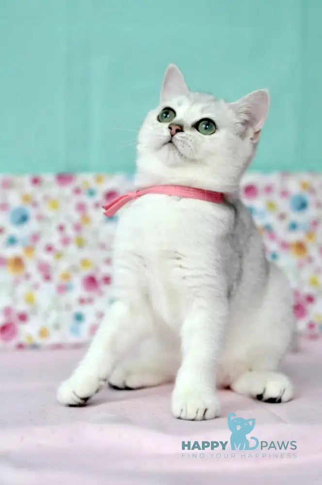 Emma British Shorthair male black silver shaded live animals