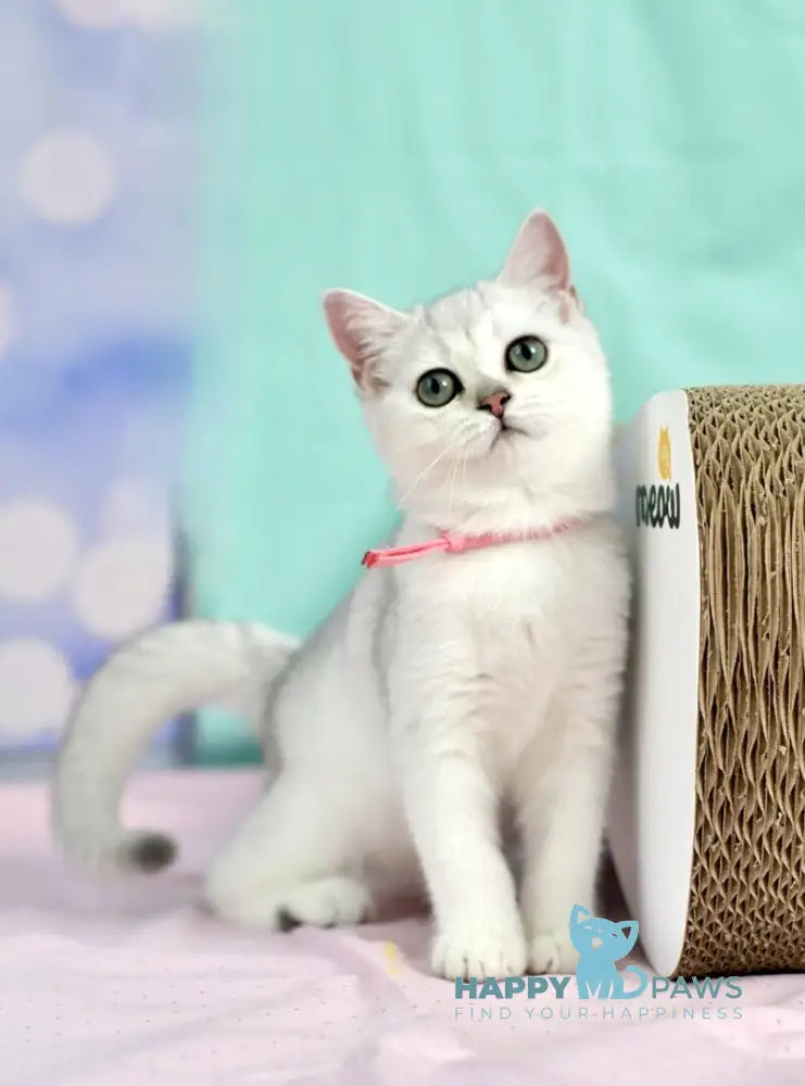 Emma British Shorthair male black silver shaded live animals