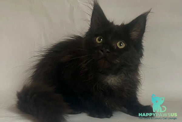 Emma Maine Coon female black - live animals