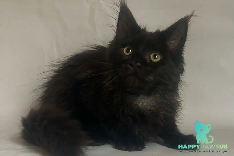Emma Maine Coon female black - live animals