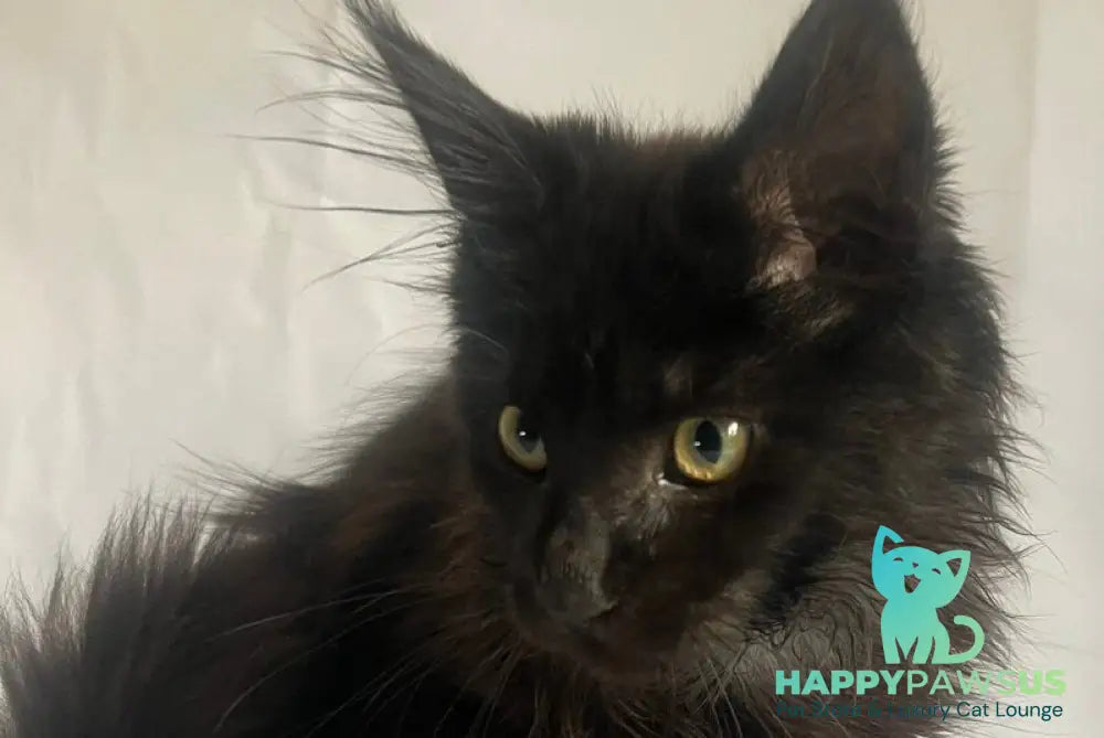 Emma Maine Coon female black - live animals