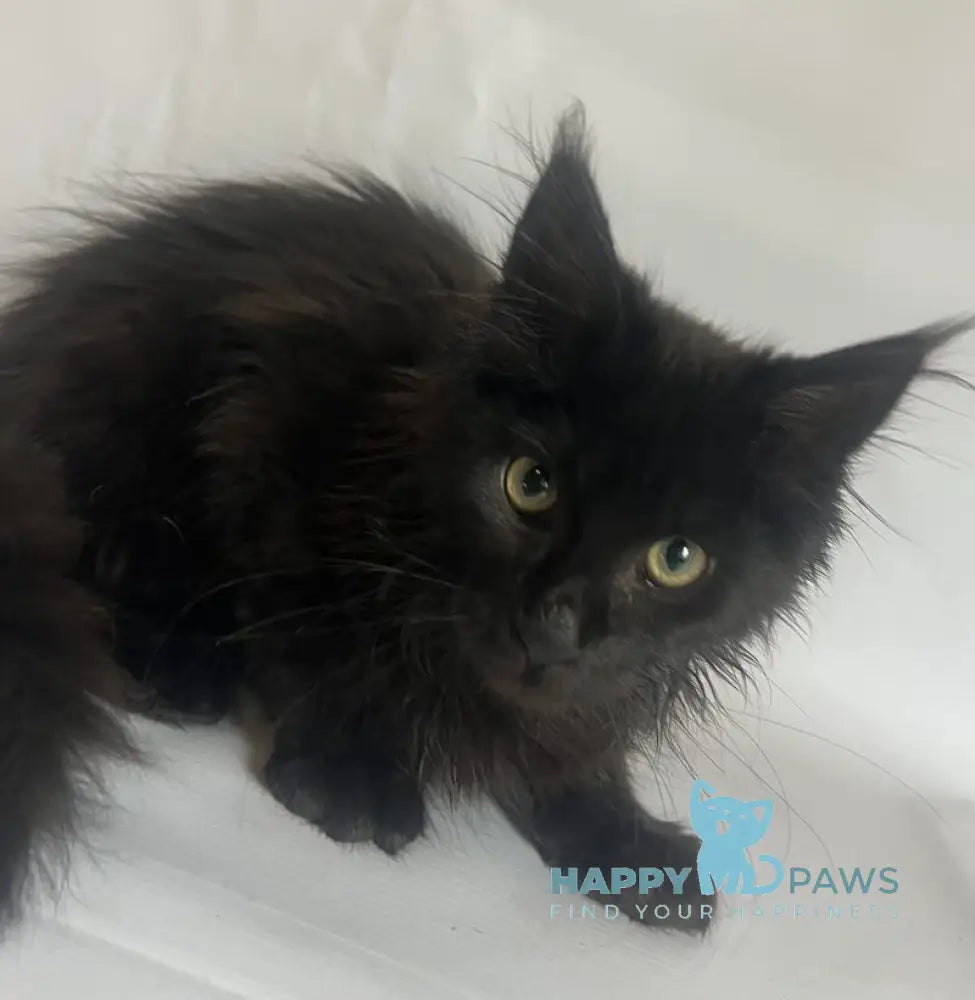 Emma Maine Coon female black - live animals