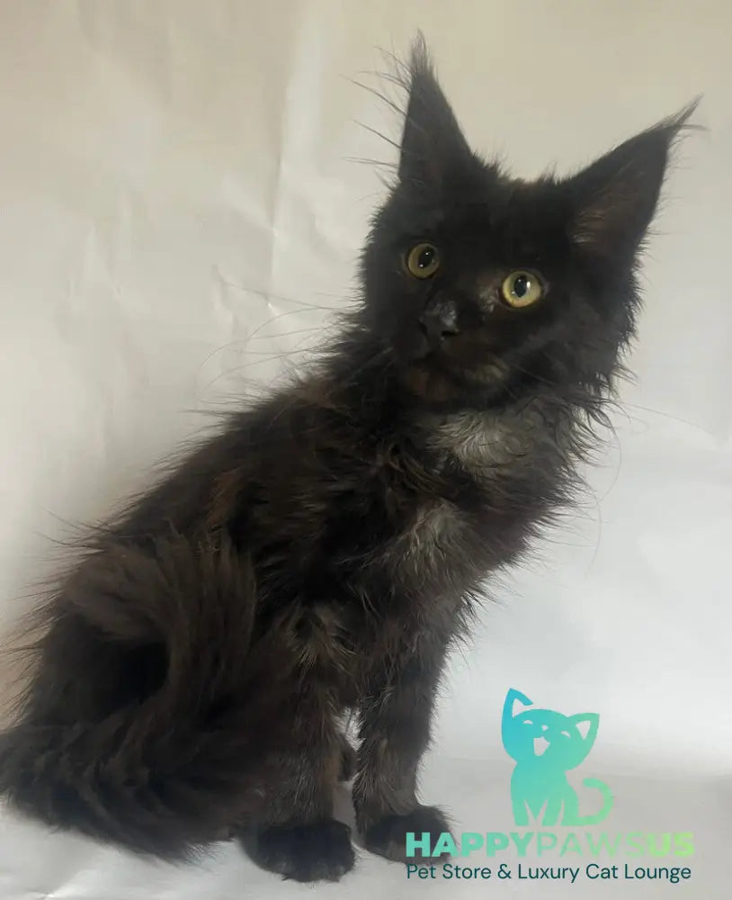 Emma Maine Coon female black - live animals