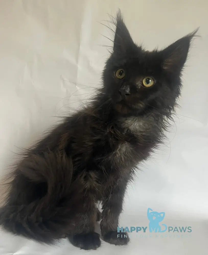 Emma Maine Coon female black - live animals