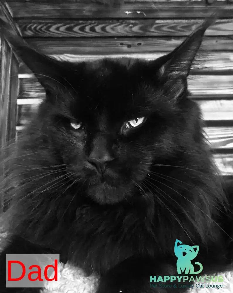 Emma Maine Coon female black - live animals