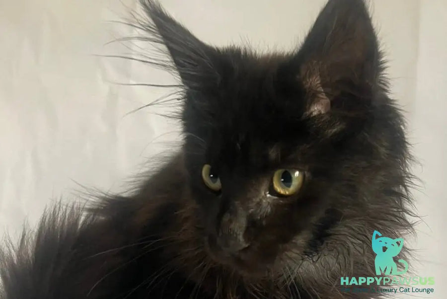 Emma Maine Coon female black - live animals