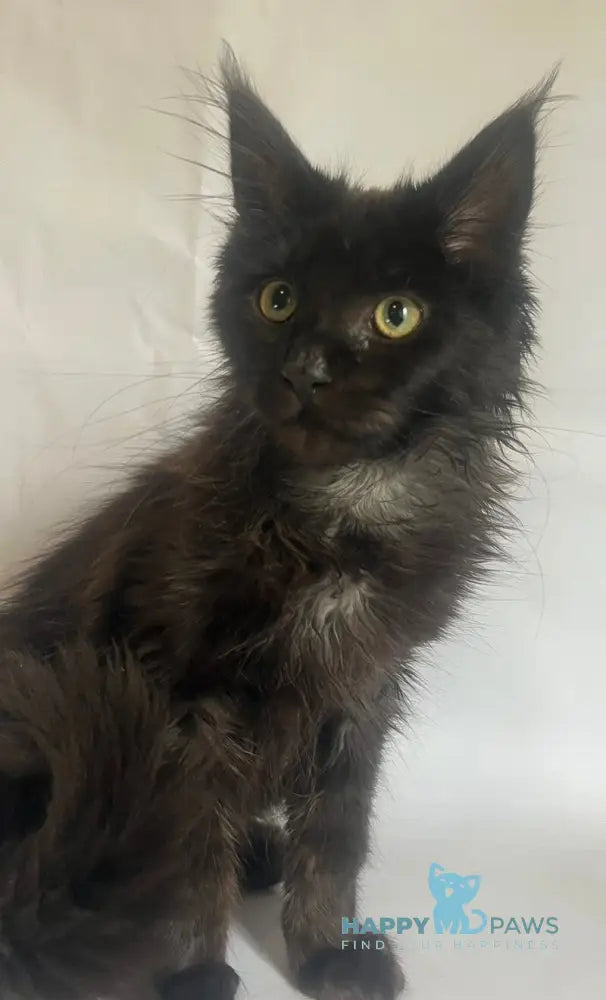Emma Maine Coon female black - live animals