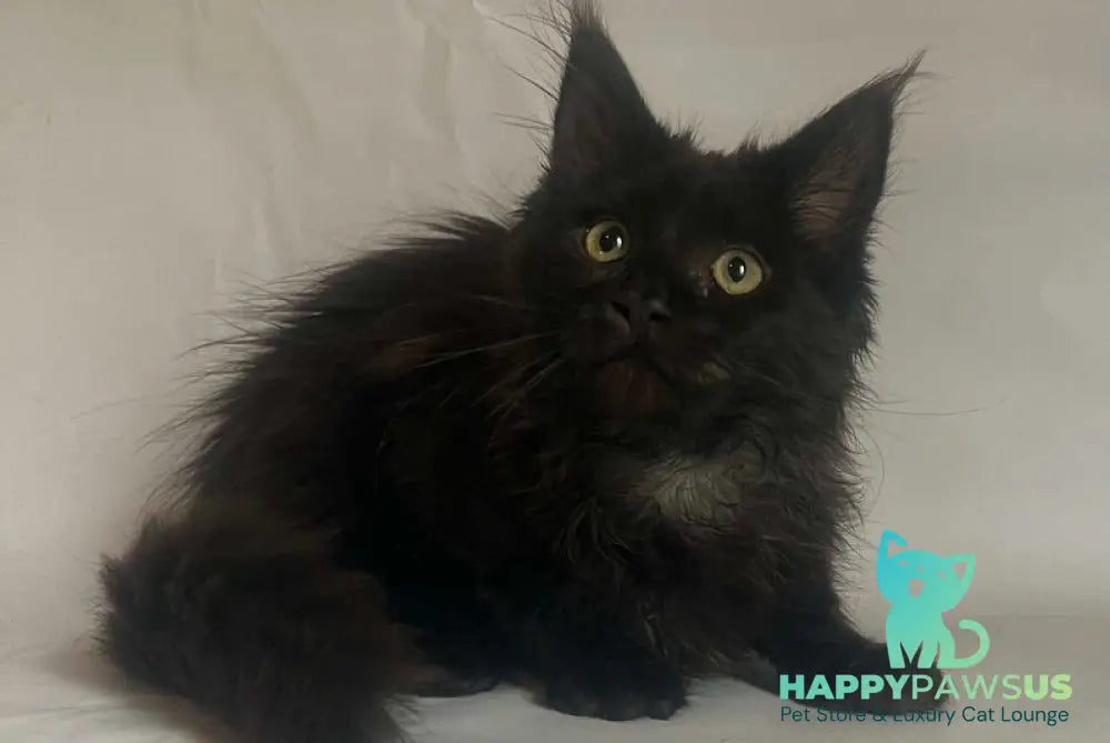 Emma Maine Coon female black - live animals