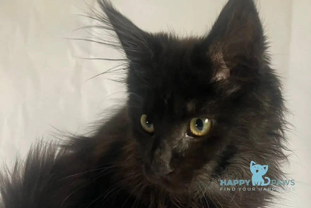 Emma Maine Coon female black - live animals