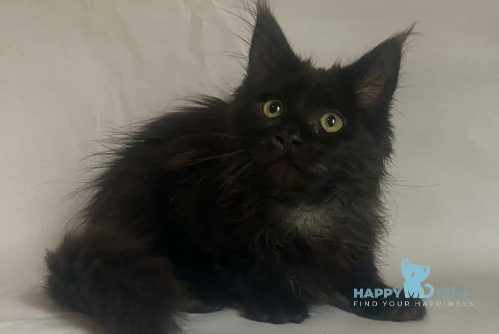 Emma Maine Coon female black - live animals