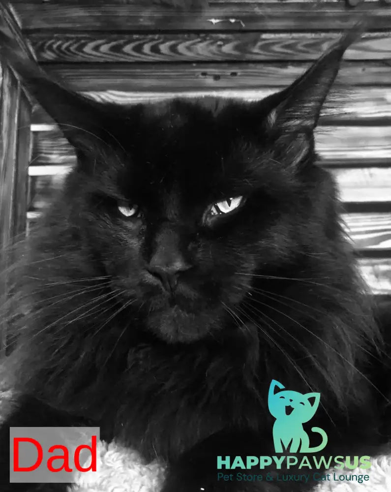 Emma Maine Coon female black - live animals