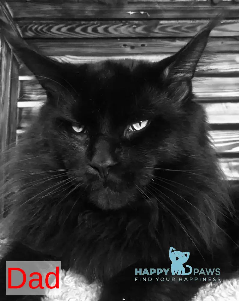 Emma Maine Coon female black - live animals
