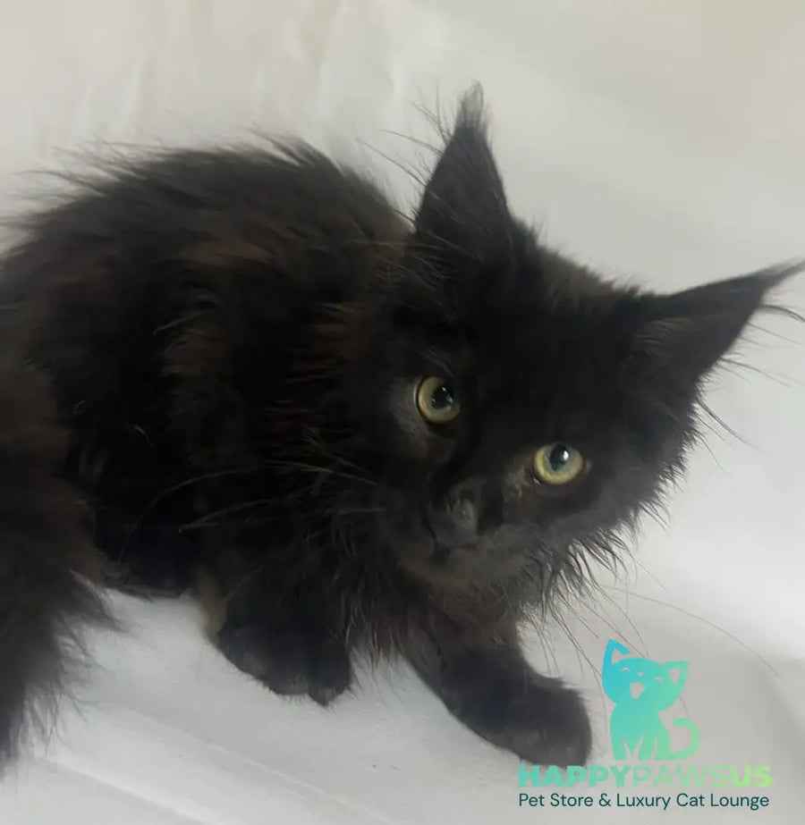 Emma Maine Coon female black - live animals