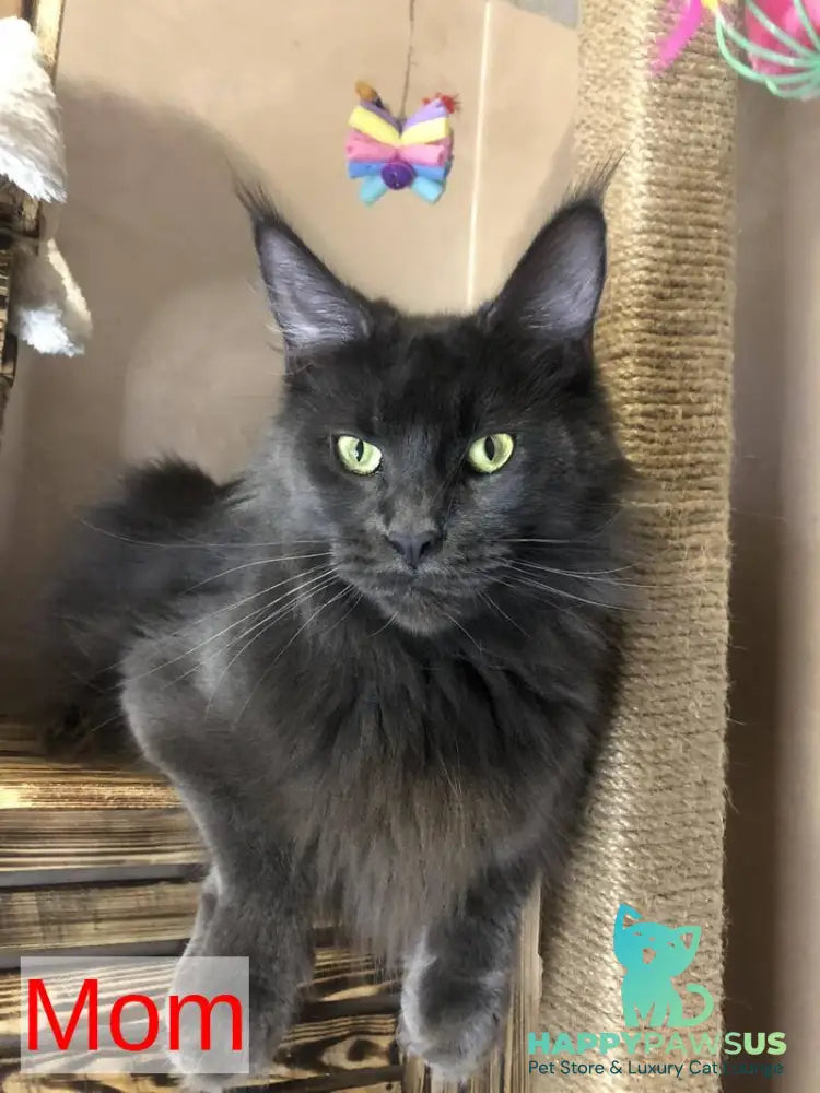 Emma Maine Coon female black - live animals
