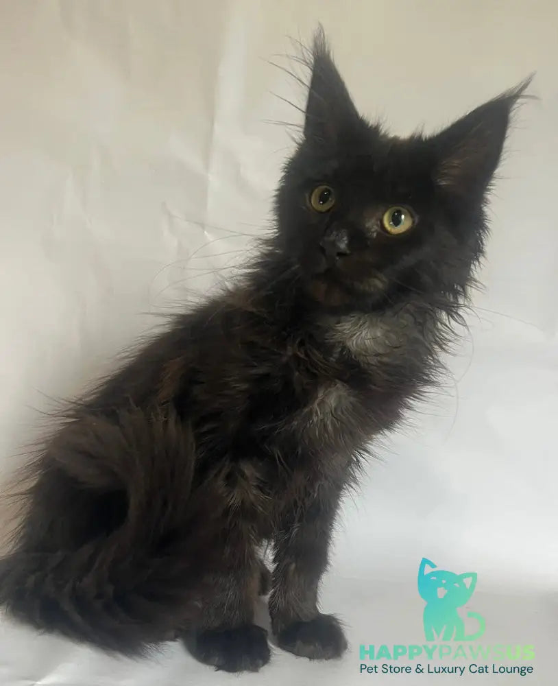 Emma Maine Coon female black - live animals