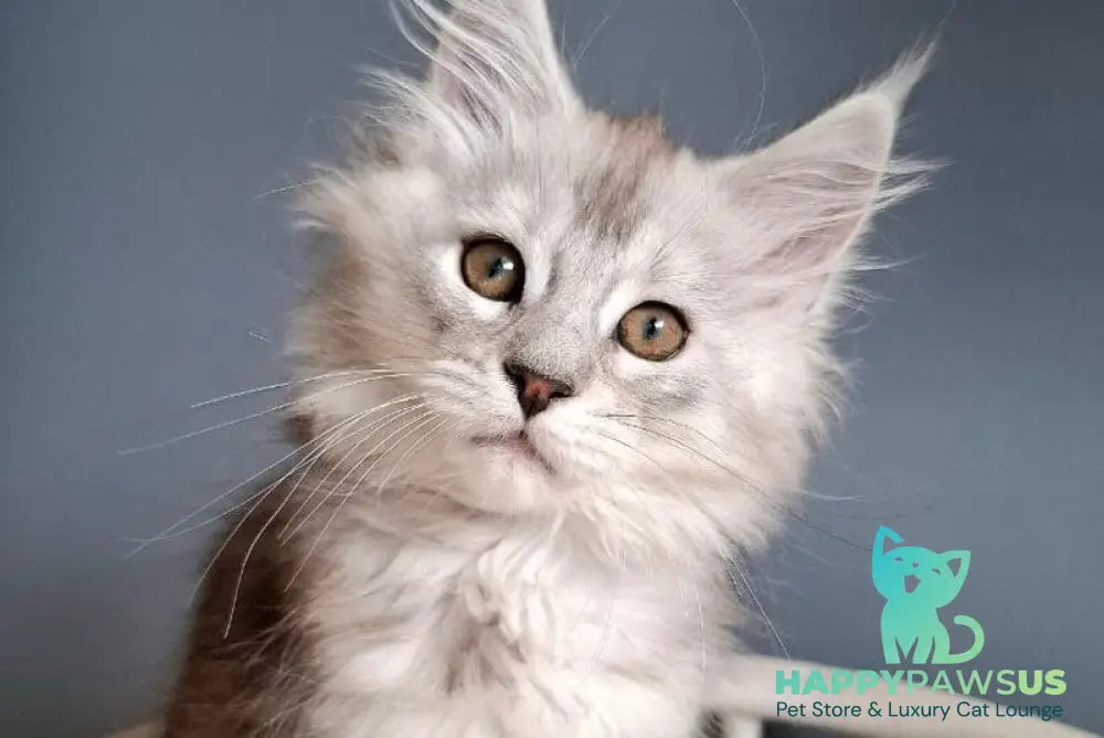 Emma Maine Coon female black silver ticked tabby - live animals