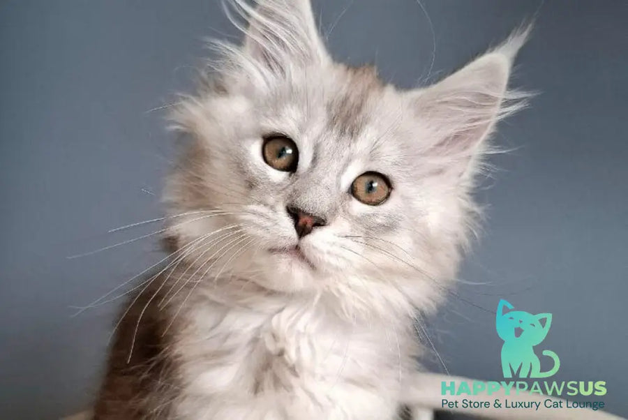 Emma Maine Coon female black silver ticked tabby - live animals