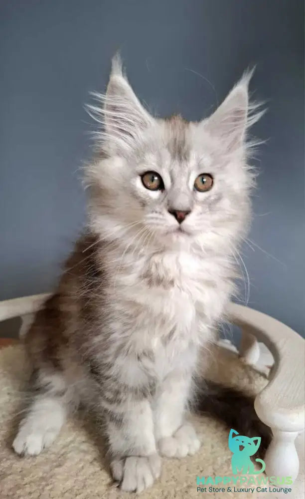 Emma Maine Coon female black silver ticked tabby - live animals
