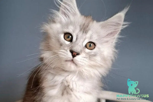 Emma Maine Coon female black silver ticked tabby - live animals