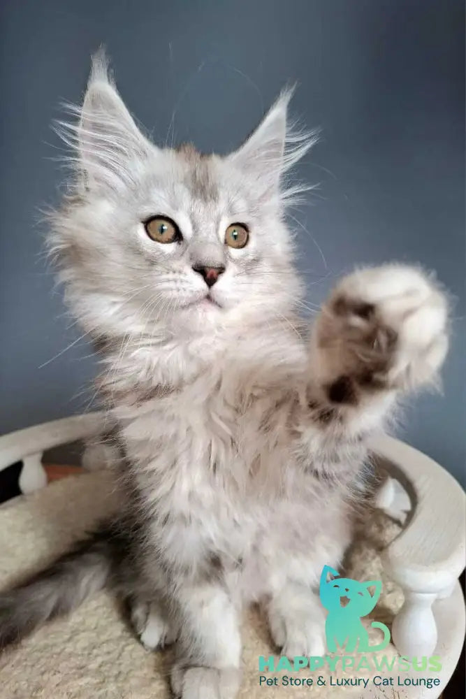 Emma Maine Coon female black silver ticked tabby - live animals