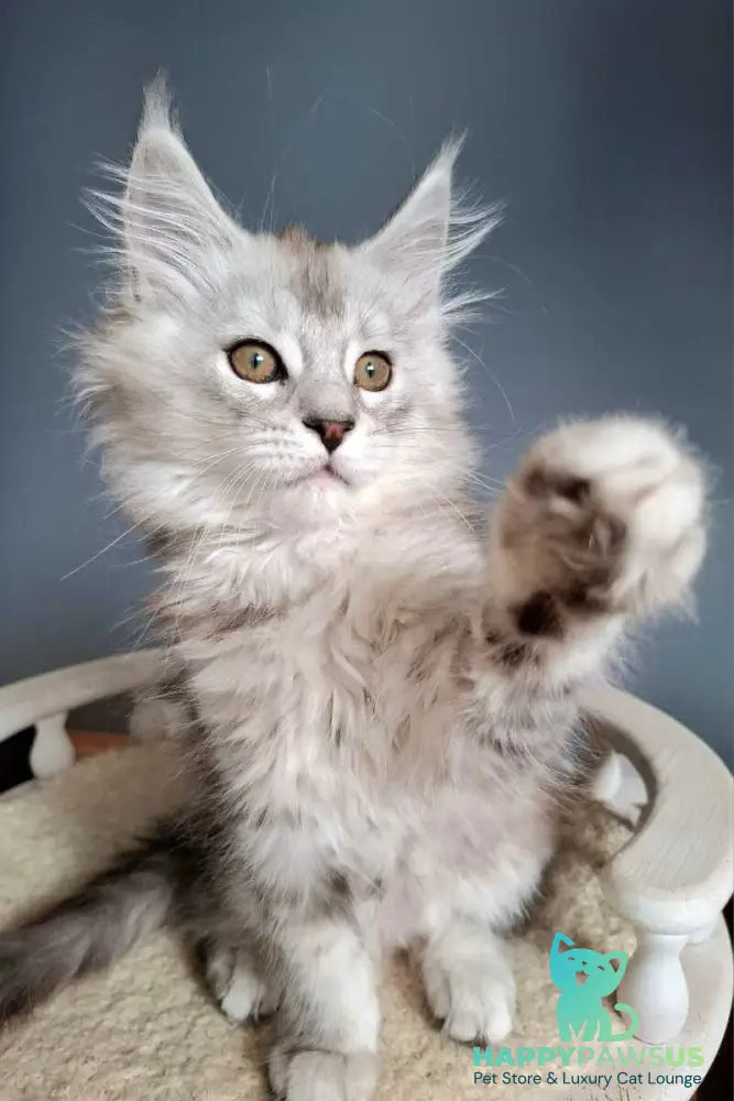 Emma Maine Coon female black silver ticked tabby - live animals
