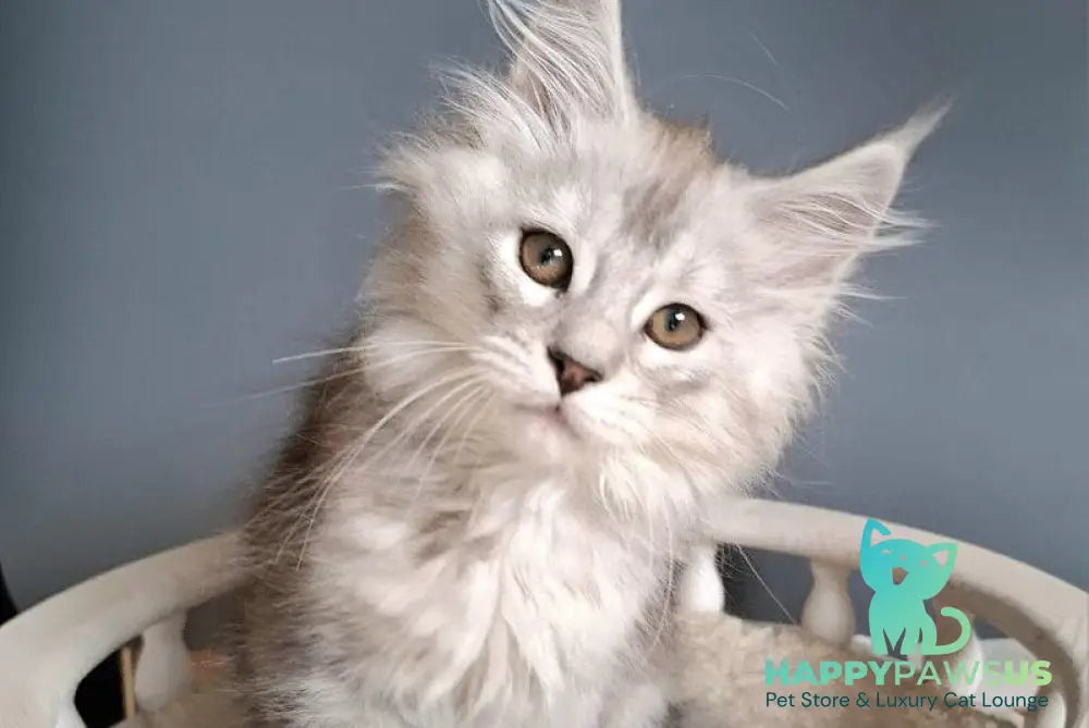 Emma Maine Coon female black silver ticked tabby - live animals