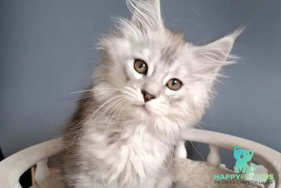 Emma Maine Coon female black silver ticked tabby - live animals