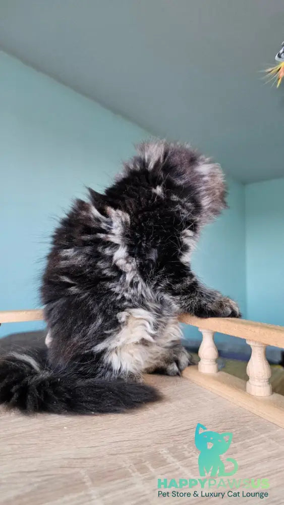 Emma Maine Coon female black tabby - live animals