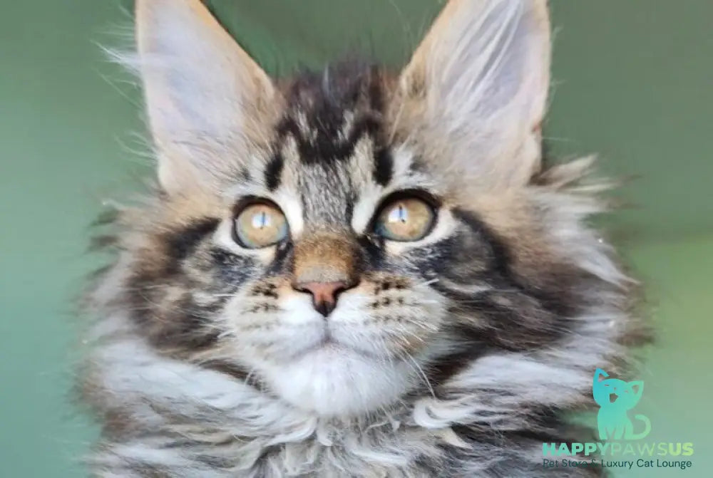 Emma Maine Coon female black tabby - live animals