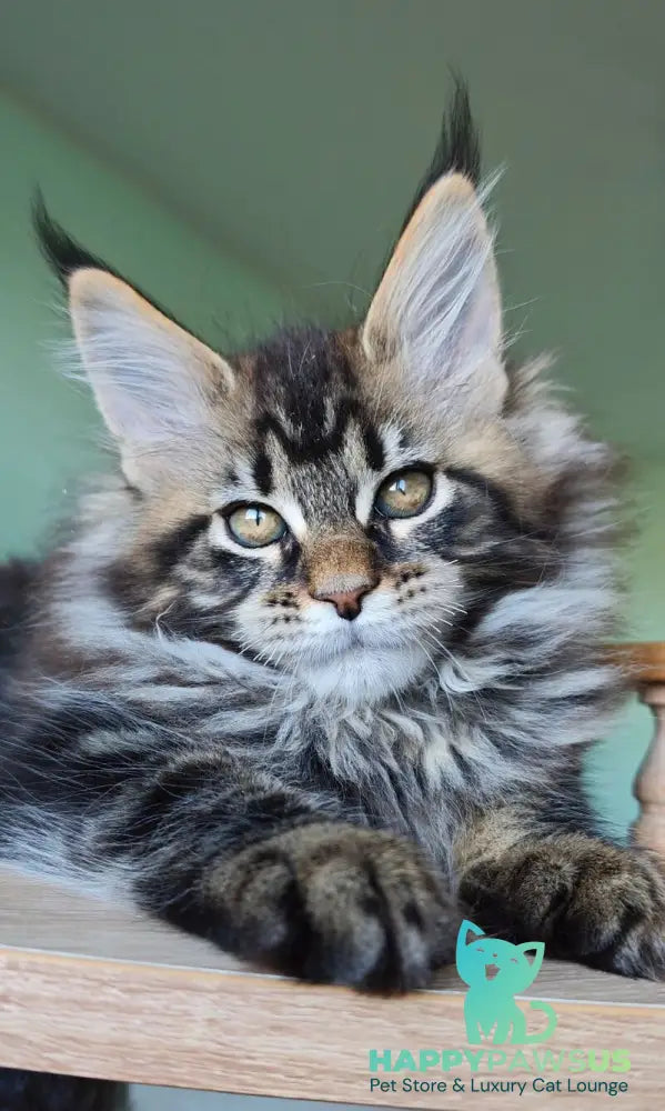 Emma Maine Coon female black tabby - live animals
