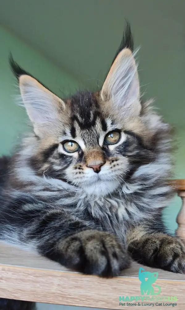 Emma Maine Coon female black tabby - live animals