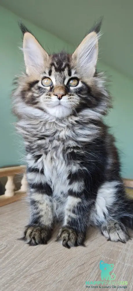 Emma Maine Coon female black tabby - live animals