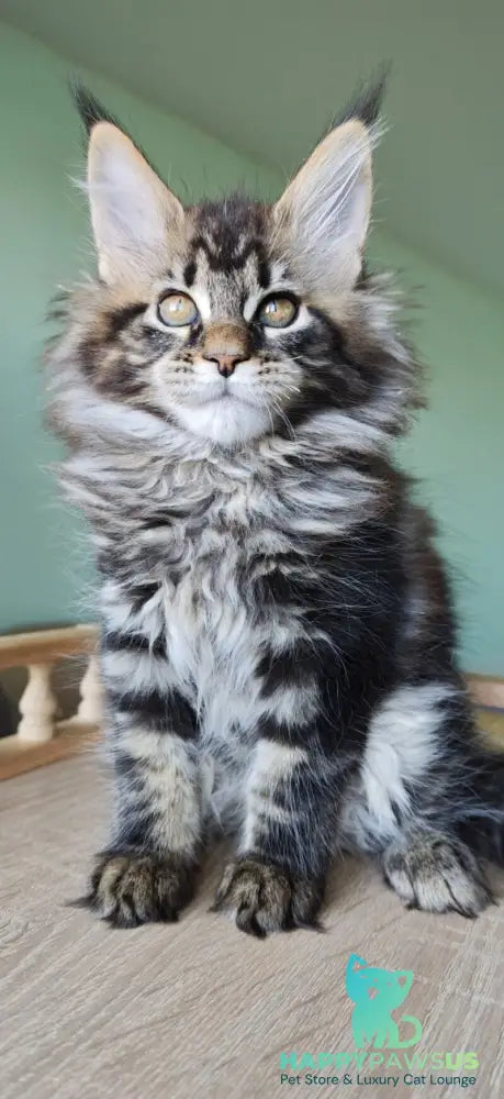 Emma Maine Coon female black tabby - live animals