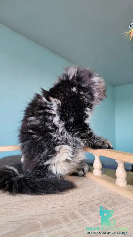 Emma Maine Coon female black tabby - live animals