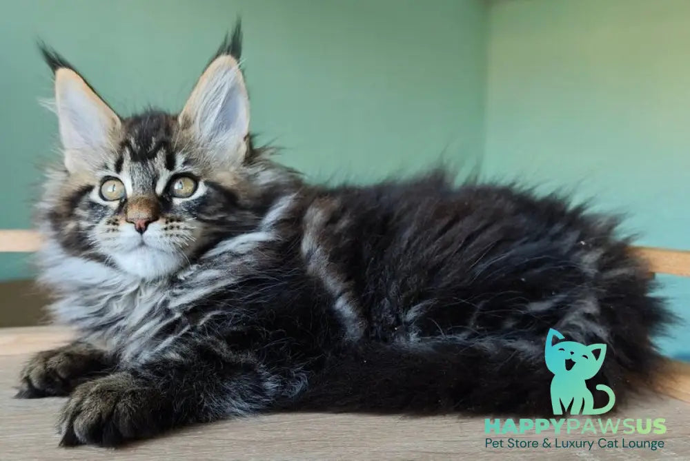 Emma Maine Coon female black tabby - live animals