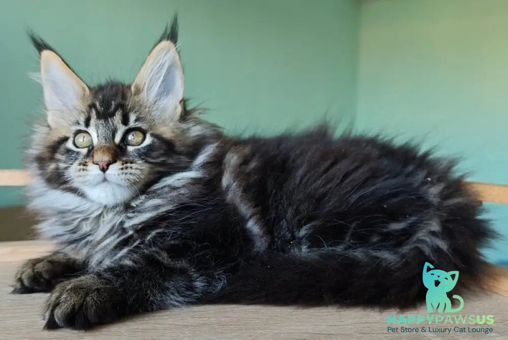 Emma Maine Coon female black tabby - live animals