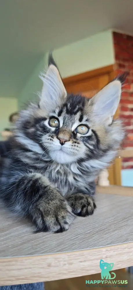 Emma Maine Coon female black tabby - live animals