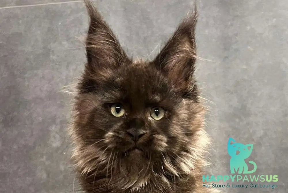 Emma Maine Coon female black with white live animals