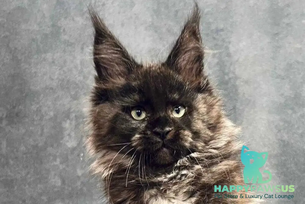 Emma Maine Coon female black with white live animals