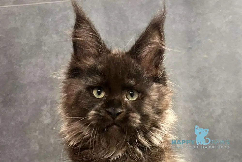 Emma Maine Coon female black with white live animals