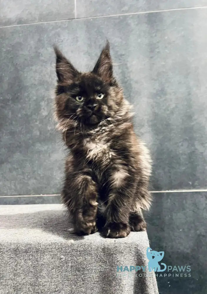 Emma Maine Coon female black with white live animals