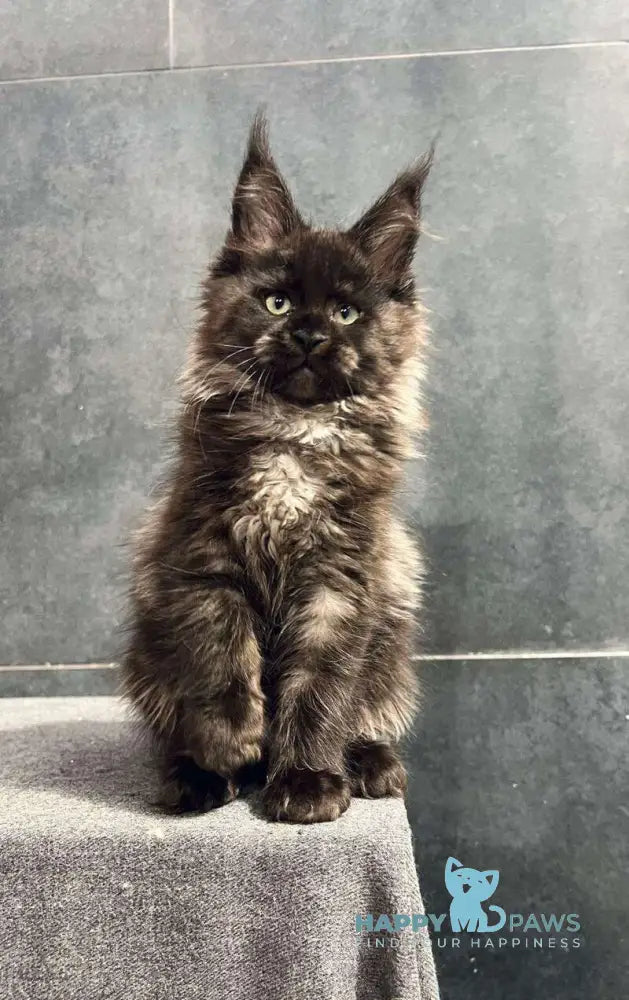 Emma Maine Coon female black with white live animals