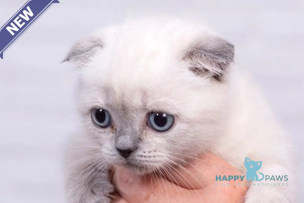 Emma Scottish Fold female blue pointed live animals