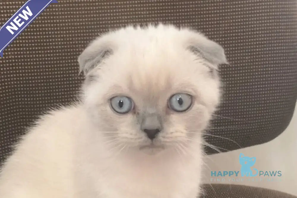 Emma Scottish Fold female blue pointed live animals
